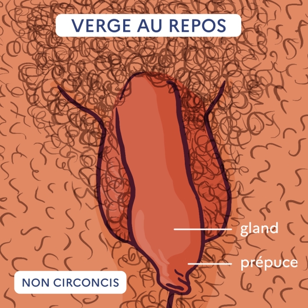 Illustration de pénis non circoncis et au repos et légendée