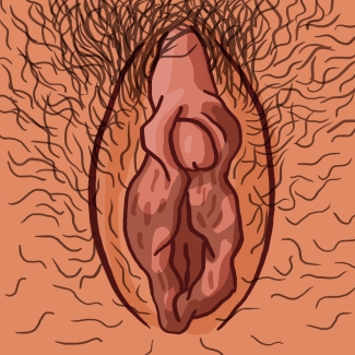 illustration de lèvres internes et externes