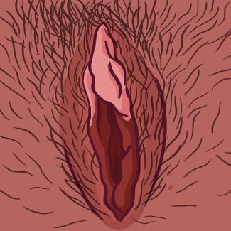 illustration de lèvres internes et externes