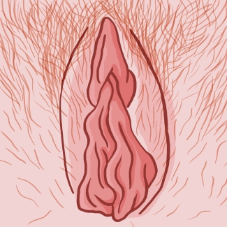 illustration de lèvres internes et externes