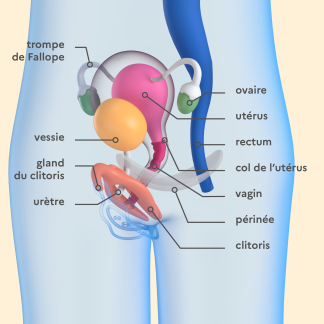 illustration des organes internes féminins avec légendes