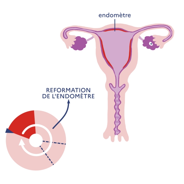 Illustration légendée du cycle menstruel : reformation de l'endomètre