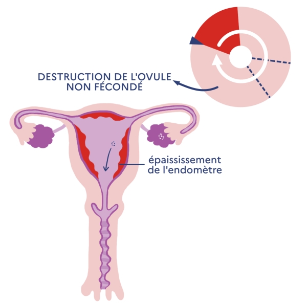 Illustration légendée du cycle menstruel : destruction de l'ovule non fécondé