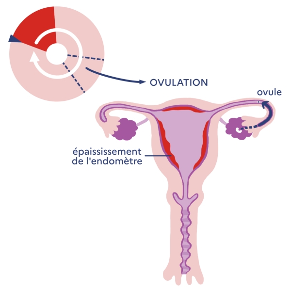 Illustration légendée du cycle menstruel : ovulation