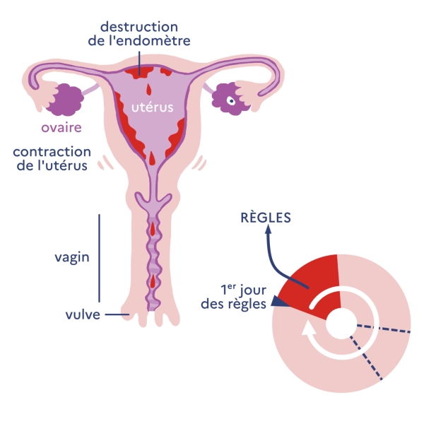 Illustration légendée du cycle menstruel : règles