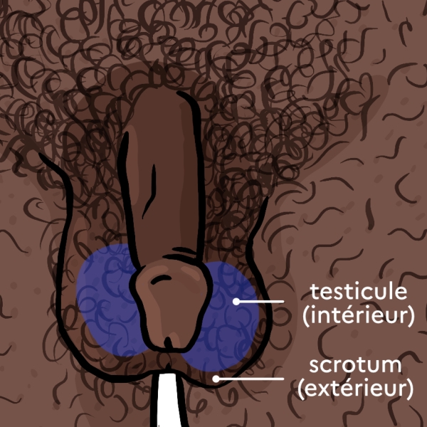 illustration de deux testicules et scrotum avec légendes