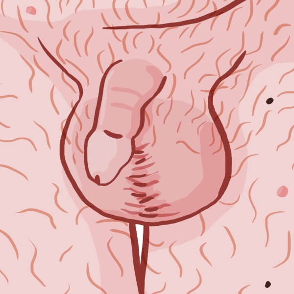 illustration de deux testicules et scrotum