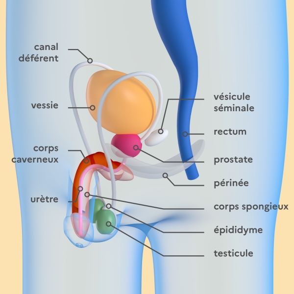 illustrations des organes internes masculins avec légendes