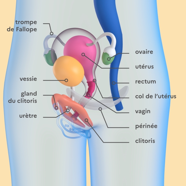 illustration des organes internes féminins avec légendes