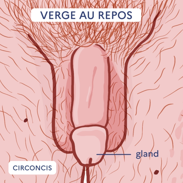 Illustration d'un pénis circoncis au repos et légendé