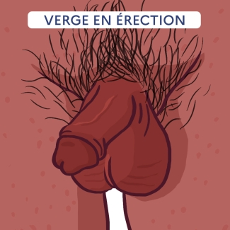 illustration de pénis circoncis en érection avec légende