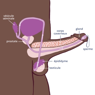 Illustration et explication et légendes d'une érection et d'une éjaculation