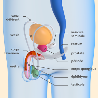 illustrations des organes internes masculins avec légendes