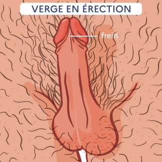 illustration de pénis non circoncis en érection avec légende